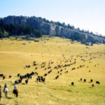 klondike ranch working cattle ranch in wyoming mountain cattle drive