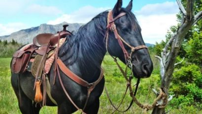 Black horse tied to a tree