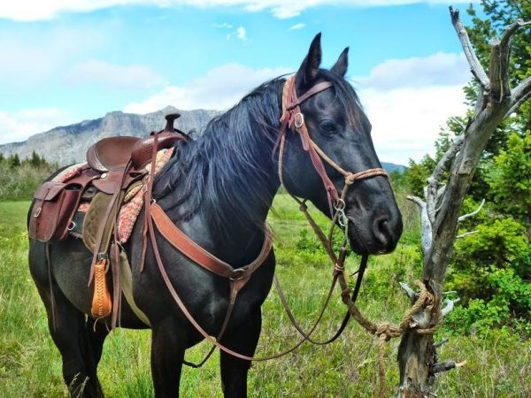JJJ Wilderness Ranch offers Bob Marshall Wilderness Adventures