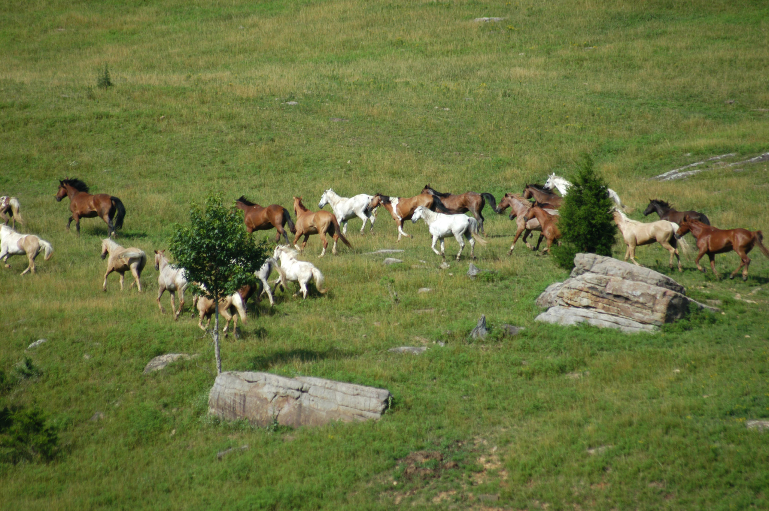 horses running in a field