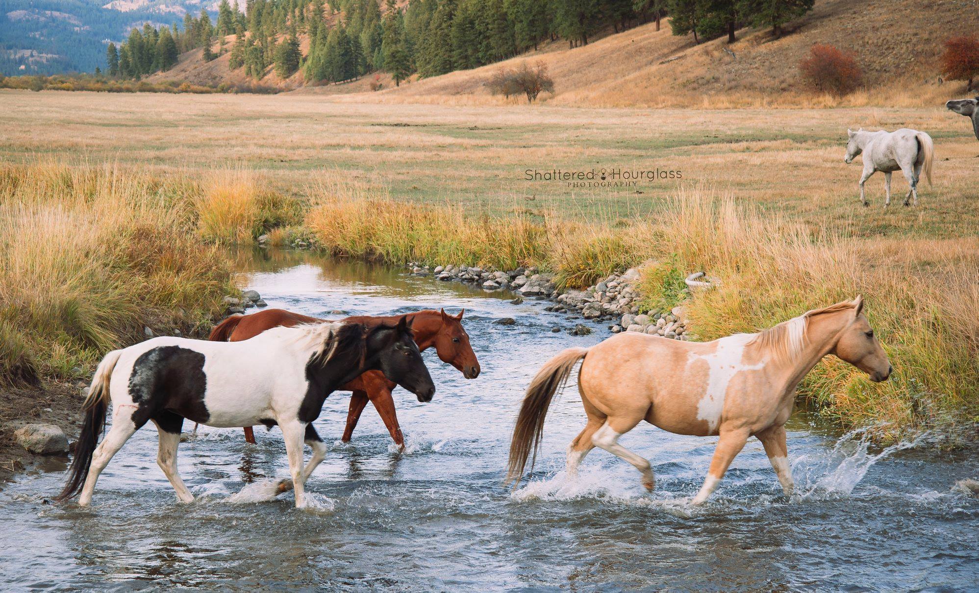 Washington Ranch