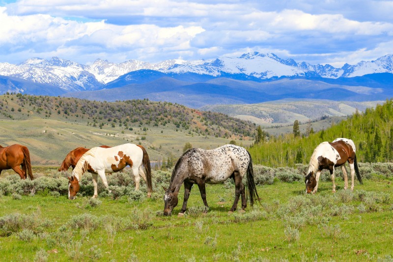 Horseback riding packing tips