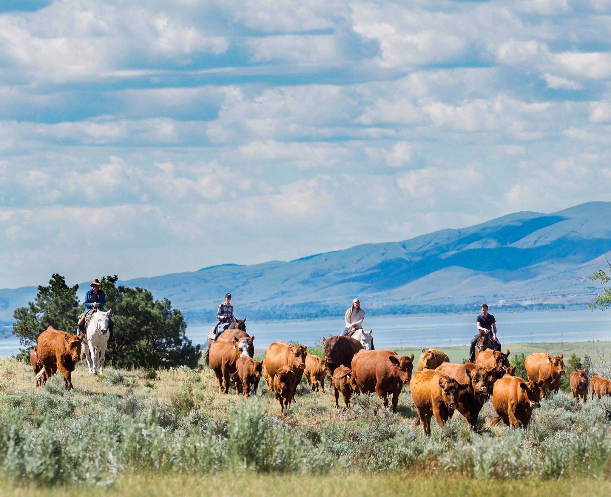 Hidden Hollow Hideaway Cattle Drive