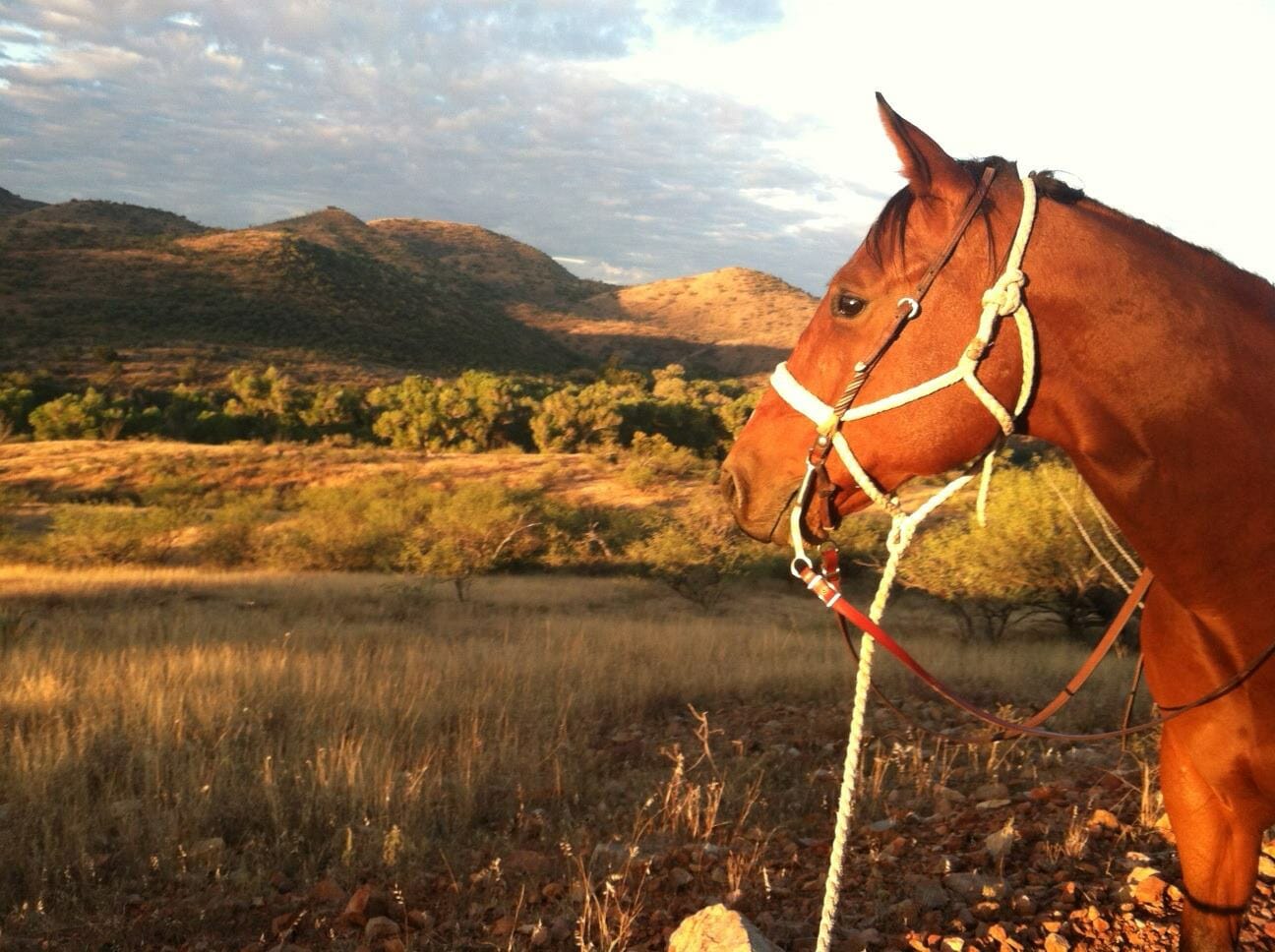 profile of horse in the mountains