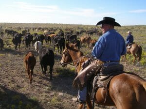 Burnt Well Ranch Cattle Drive