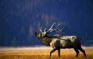 Yellowstone Elk