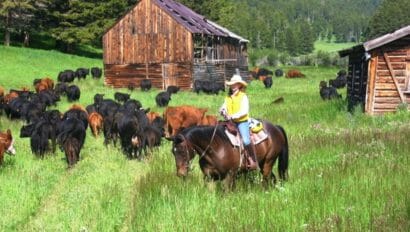 rider with a field full of cattle