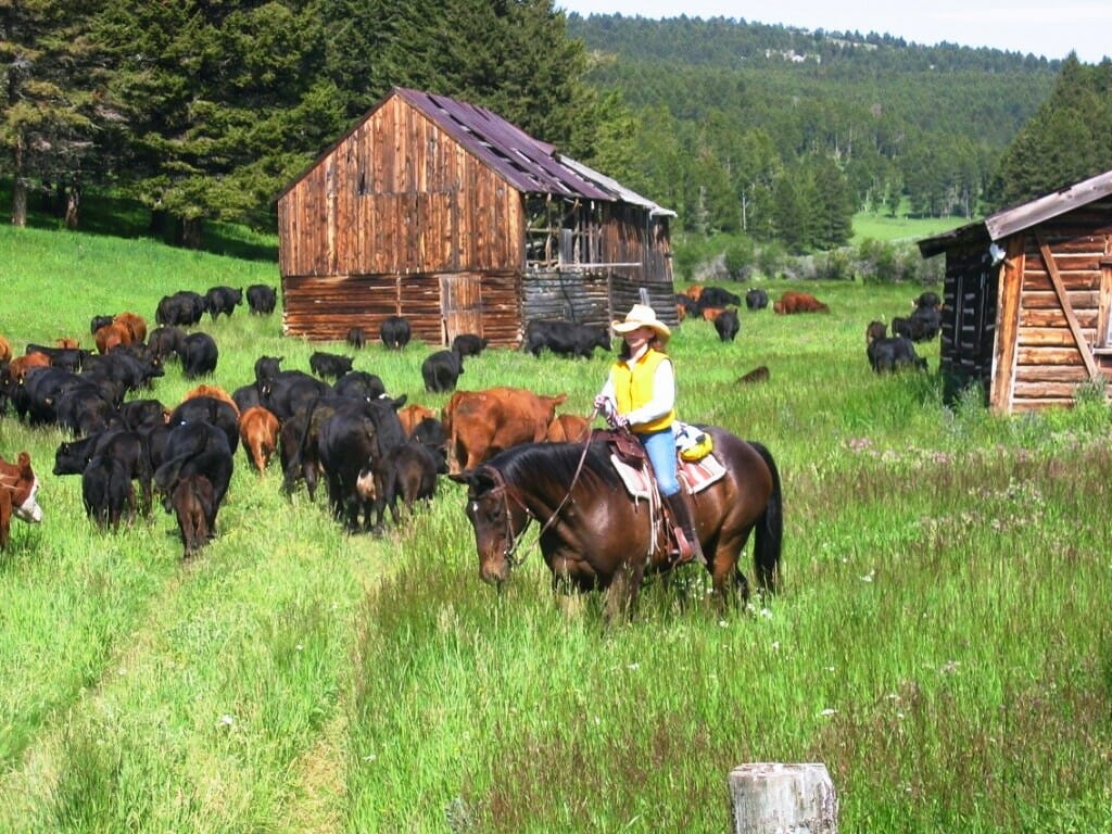Bonanza Cattle Lodge
