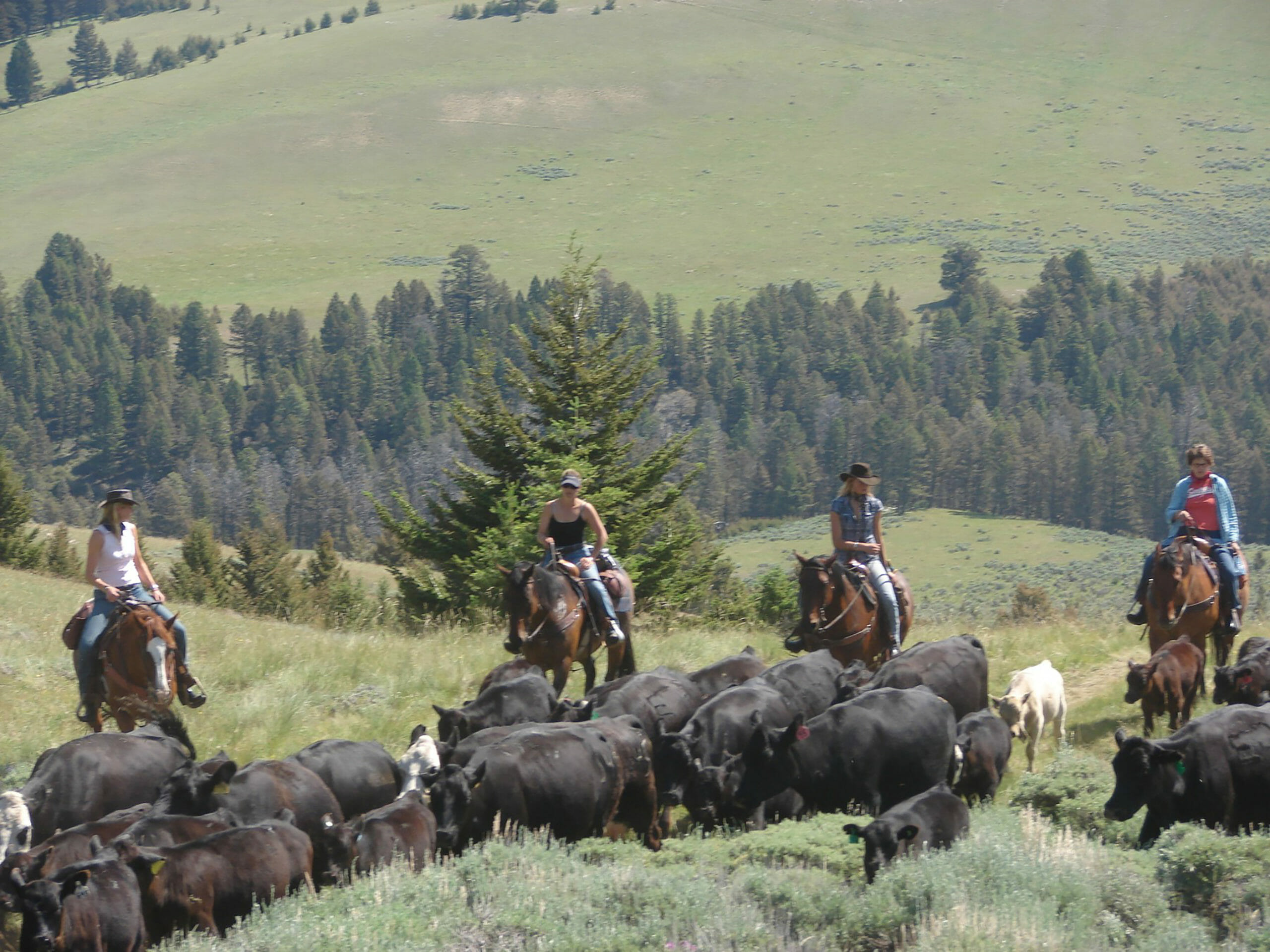 cattle drive
