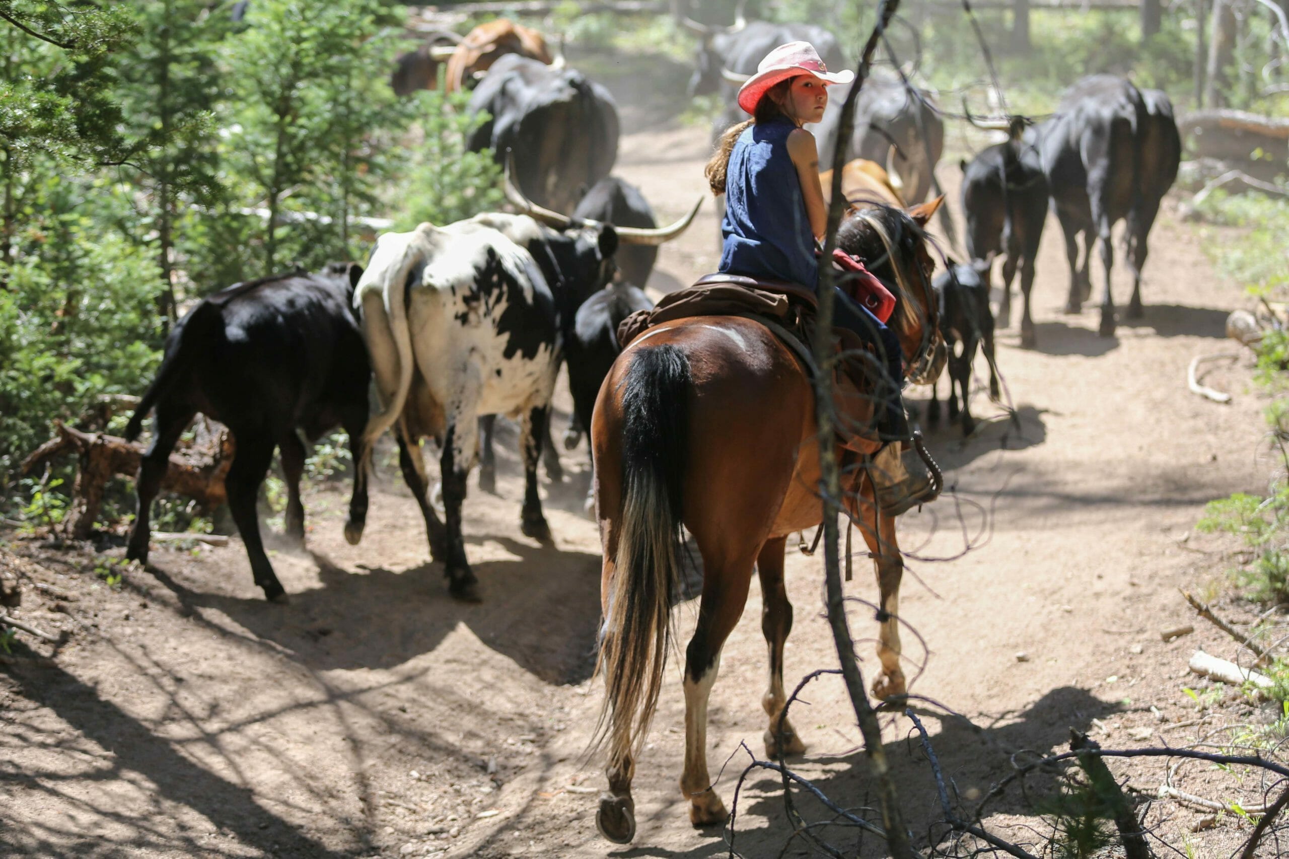 Black Mountain Ranch Cattle Drive