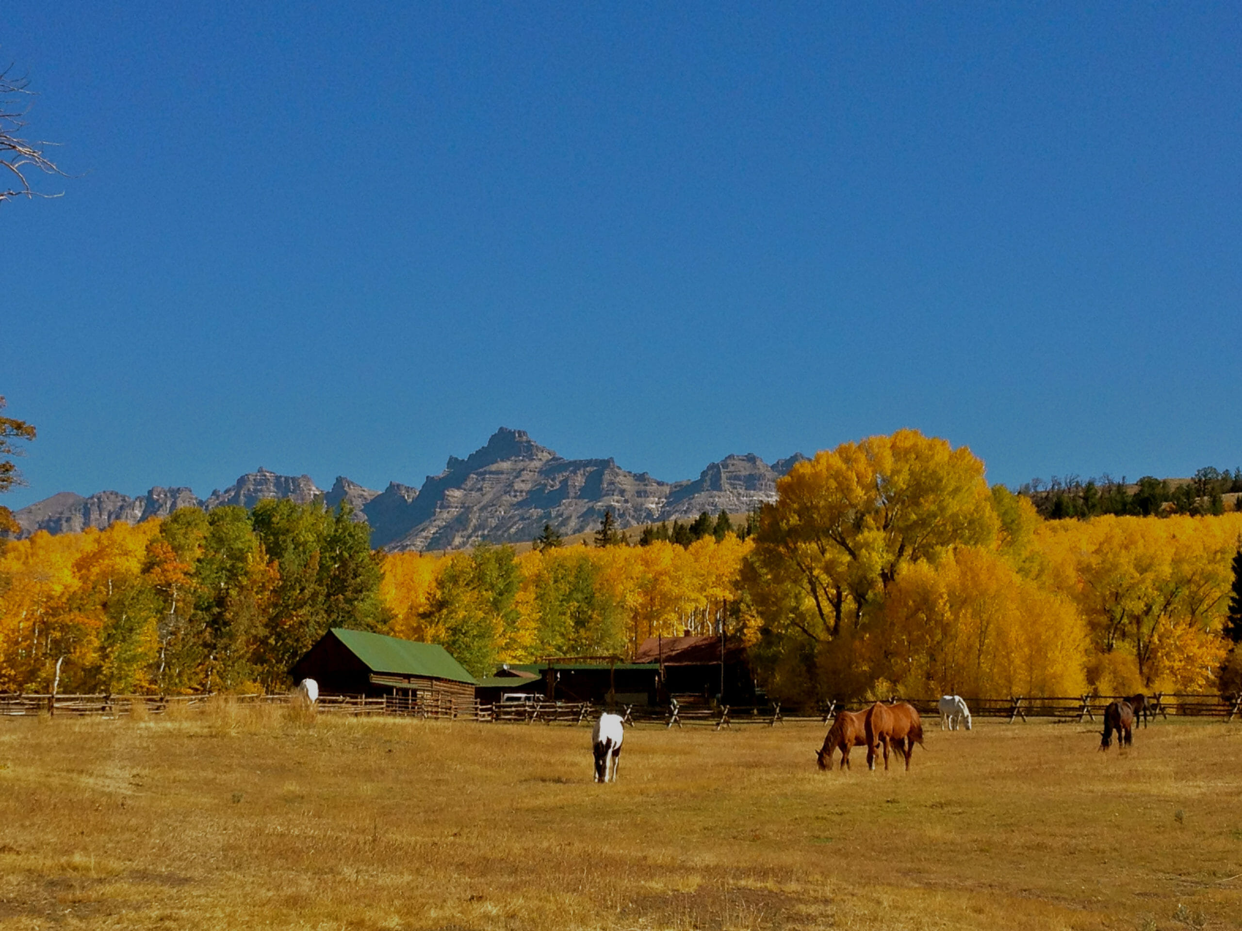 Absaroka Pasture Aspen Fall Horses smaller
