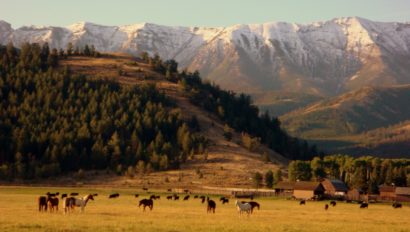 horses in a pasture