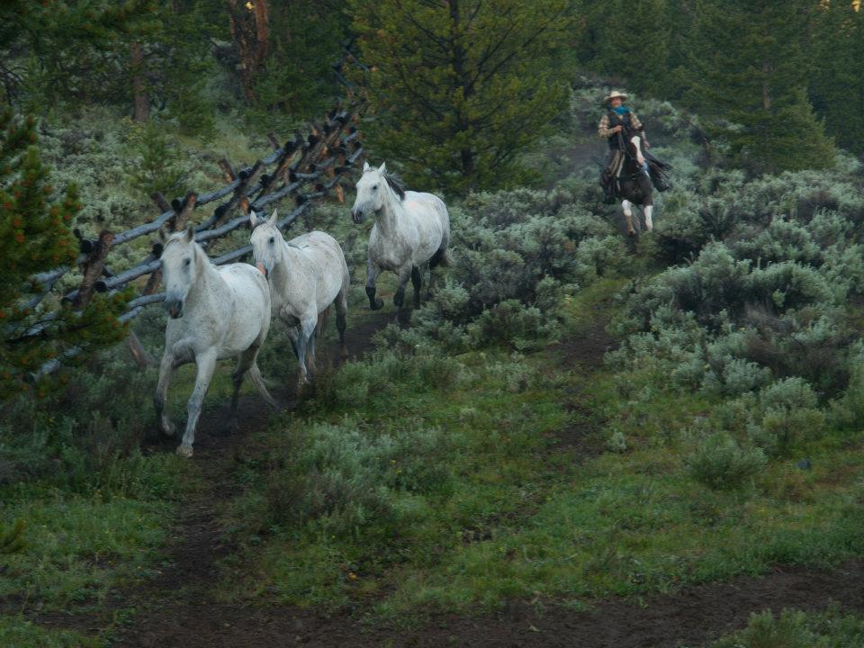 Triangle C Horses Gather