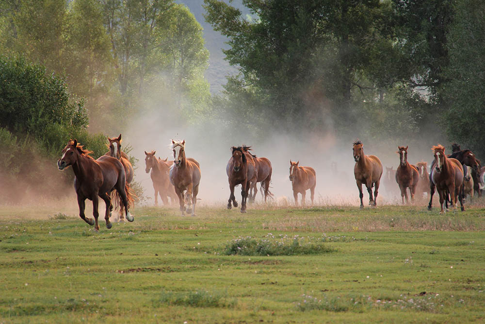 dude ranch vacations
