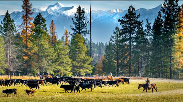 Three Bars Ranch cattle drive