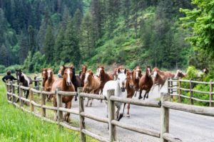 Horses Running at Red Horse Mountain Ranch