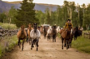 Rawah Horses Running