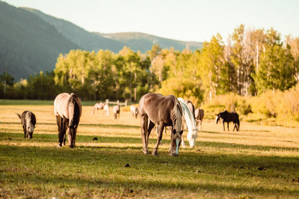 Rawah horses grazing in pasture