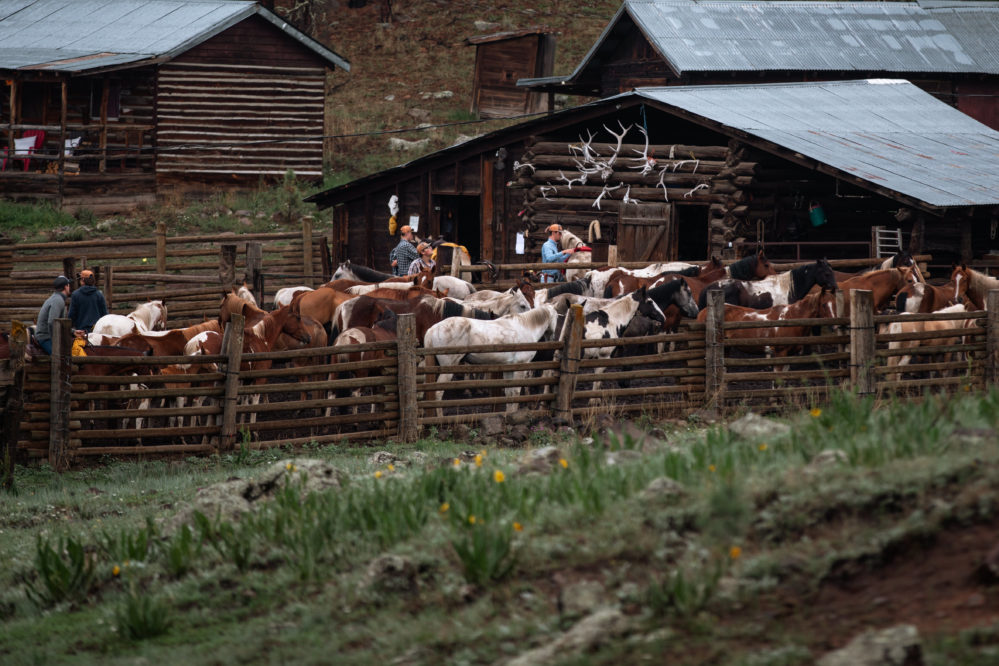 Horses in corral Sprucedale Guest Ranch