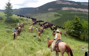 yellowstone dude ranch