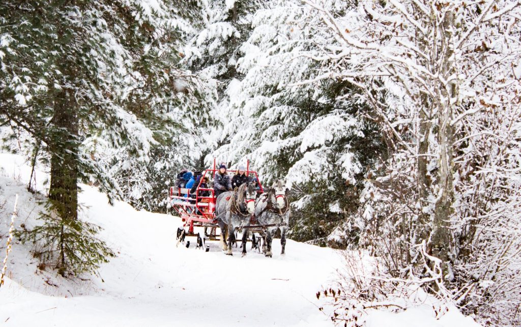 Western Pleasure Sleigh Ride