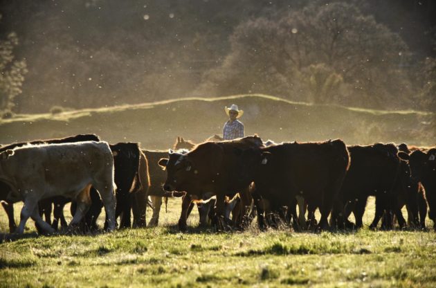 cattle