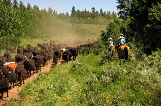 Enjoy a true cowboy experience